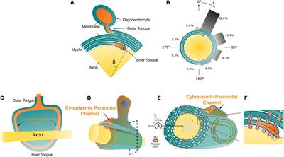 A physical perspective to understand myelin. I. A physical answer to Peter’s quadrant mystery